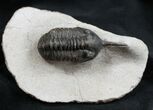 Morocconites Malladoides Trilobite From Morocco #1538-1